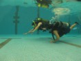 /album/fotogaleria-cursos-de-buceo/a64431-531329866908114-636188314-n-jpg/