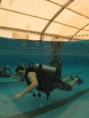 /album/fotogaleria-cursos-de-buceo/a149640-451811228193312-625654730-n-jpg/