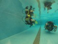 /album/fotogaleria-cursos-de-buceo/a521789-531329956908105-1582684408-n-jpg/